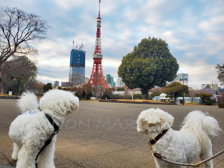 のんまる芝公園お散歩♪東京タワーを見てるのんまる