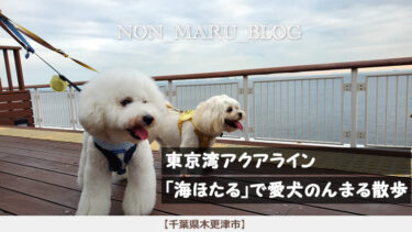 東京湾アクアライン「海ほたる」で愛犬のんまる散歩（千葉県木更津市）