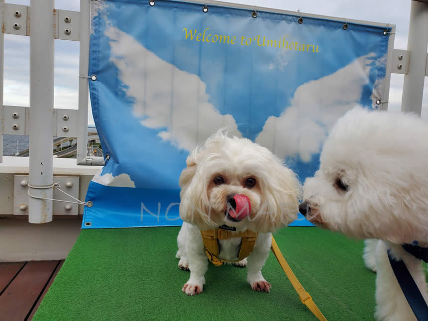 東京湾アクアライン「海ほたる」で愛犬のんまる散歩