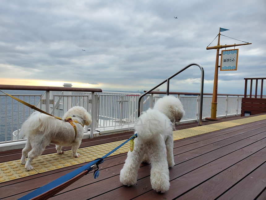 東京湾アクアライン「海ほたる」で愛犬のんまる達のお散歩開始
