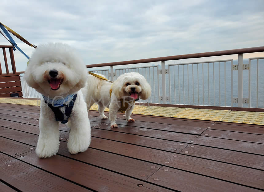 東京湾アクアライン「海ほたる」で愛犬のんまる散歩