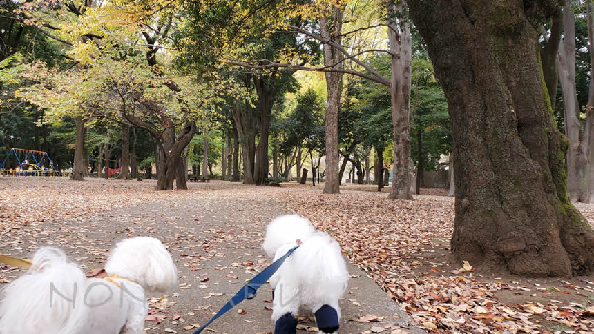 砧公園で愛犬のんまるお散歩