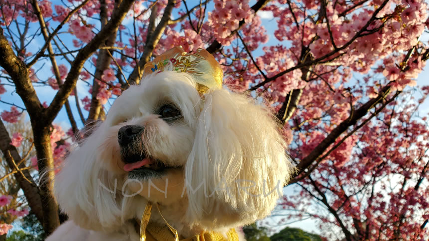 のんちゃんの誕生日も北の丸公園にお散歩にきたので桜と一緒に写真を撮ったよ