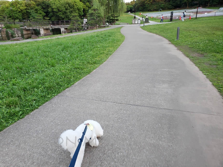 葛西臨海公園　愛犬のんまる散歩