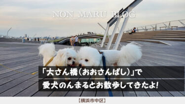 大さん橋（おおさんばし）で愛犬のんまるとお散歩してきたよ（横浜市中区）