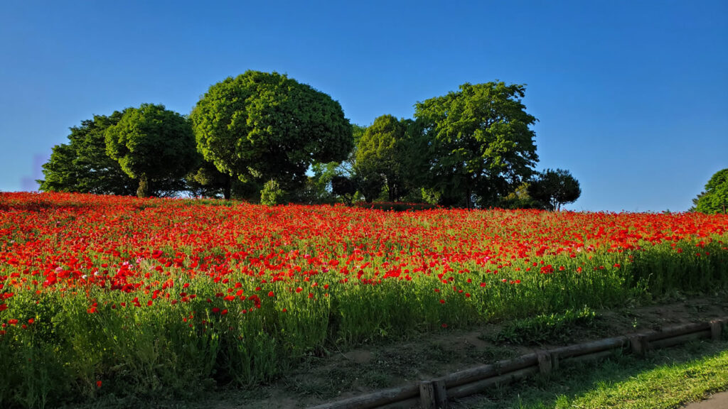 閉園のアナウンスが流れていたので花の丘もほとんど人がいなくなってました！