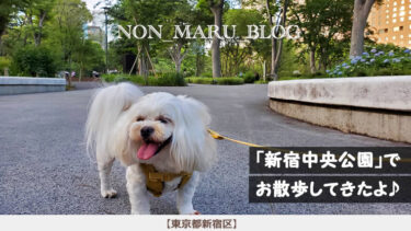 新宿中央公園で愛犬のんまると都庁を見ながらお散歩してきたよ（東京都新宿区）