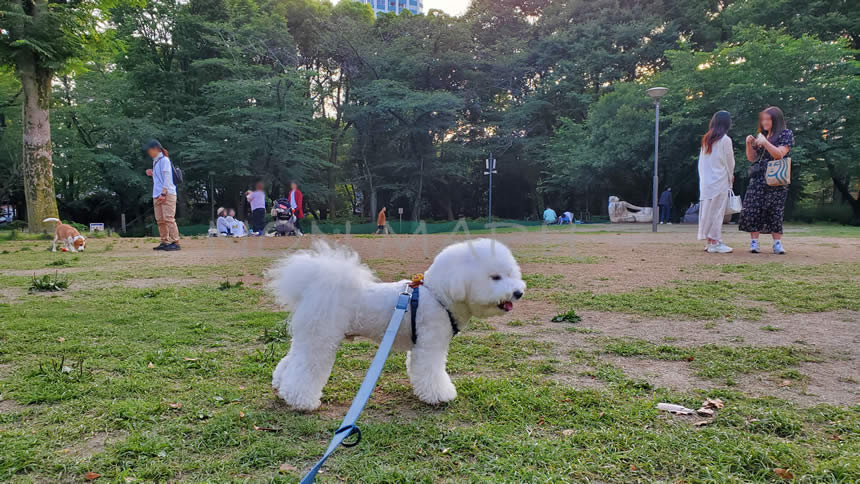 のんまる達も新宿中央公園の芝生広場で楽しく遊んでます♪