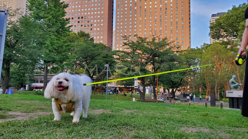 のんまる達も新宿中央公園の芝生広場で楽しく遊んでます♪