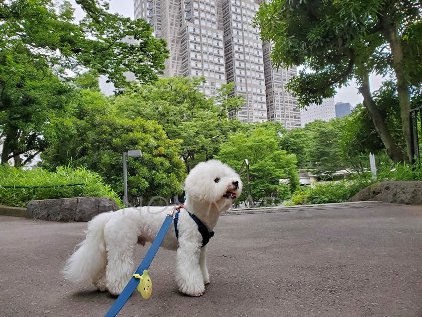 新宿中央公園で車を降りてから公園の入り口に向かいながら早速お散歩開始♪