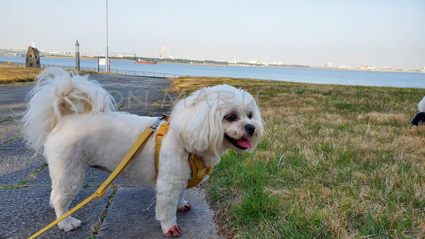 若洲海浜公園（わかすかいひんこうえん）を愛犬のんまるとお散歩