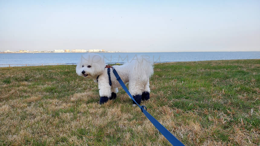 若洲海浜公園（わかすかいひんこうえん）を愛犬のんまるとお散歩