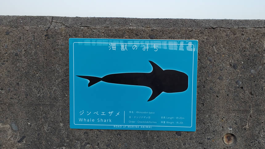 海獣のみち　ジンベイザメの絵の付近に学名や全長、体重などの情報が書いてあるプレート