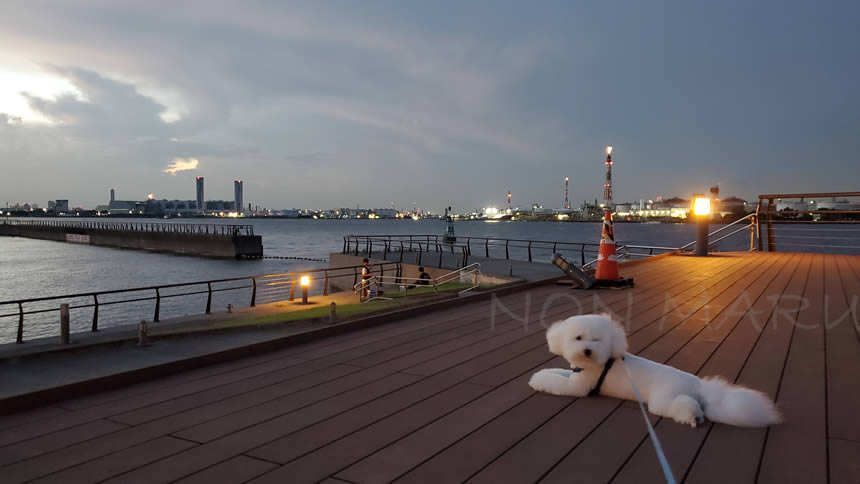 ドッグランの方まで公園を探検しようと思ってたけどこの場所が気に入ったみたいで動かないから今日はここだけで終わりそうだね(笑)