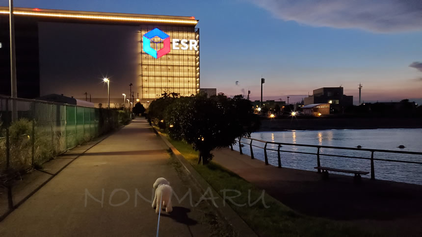 あっという間に暗くなってきたので今日のお散歩はここまで！