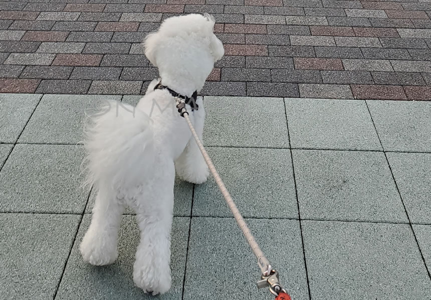 まるが、何かを見つけてなかなか動こうとしません!