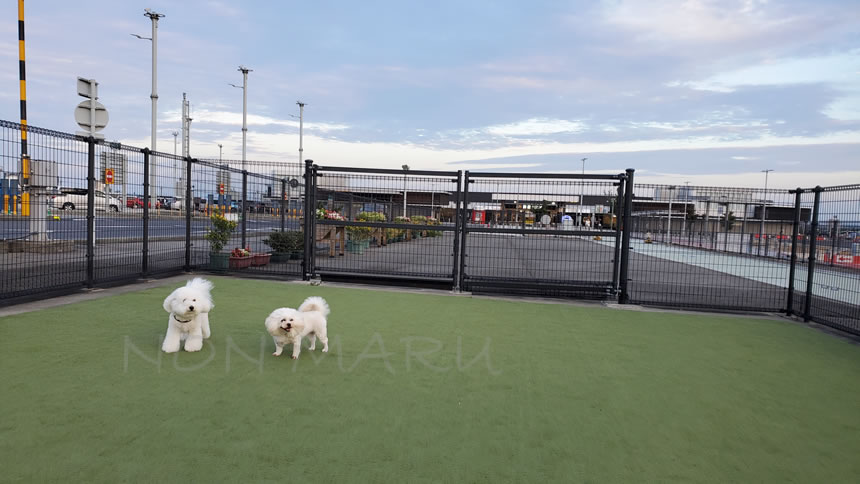 ドッグランで長旅の疲れをリフレッシュします♪