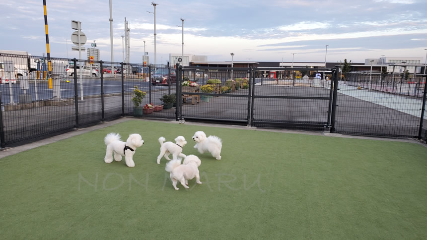 気が付くと白い子たちが集まってみんなで楽しくランランしてた♪