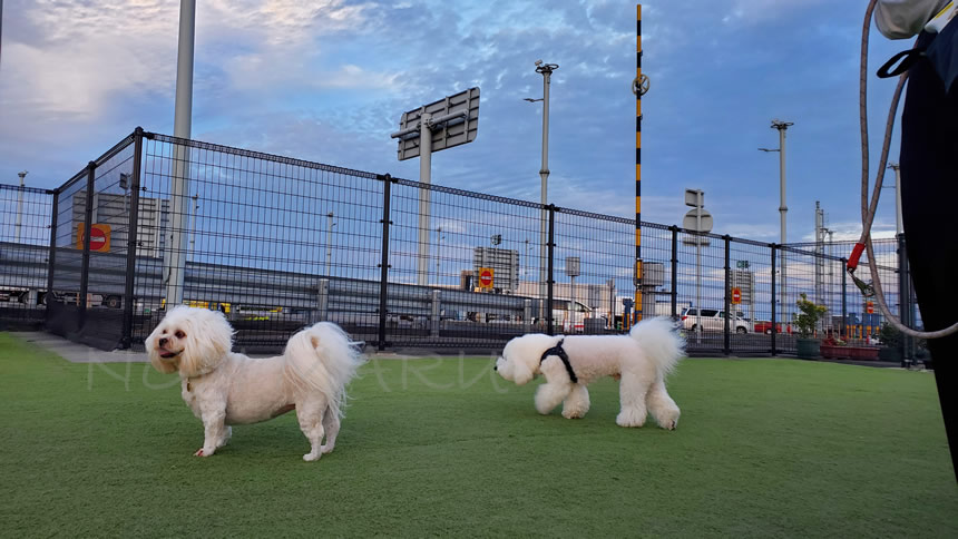 ドッグランが広くお友達とも楽しく遊べて満足そうでした!