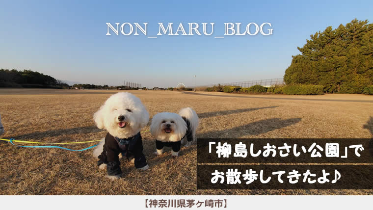柳島しおさい公園で愛犬のんまるとお散歩してきたよ（神奈川県茅ケ崎市）