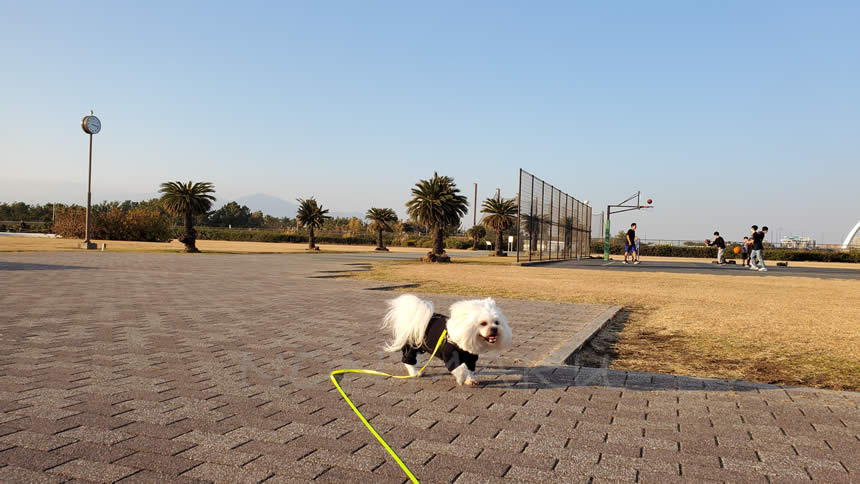 柳島しおさい公園はスポーツ公園ということもあり、ミニバスケット用のコートやサッカー場などお散歩しているところの横に見えてきます。