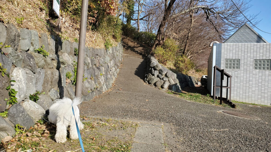 湘南平バス停の奥にある大駐車場に車を停めて早速お散歩開始♪駐車場から公園までは少し階段を登っていきます！