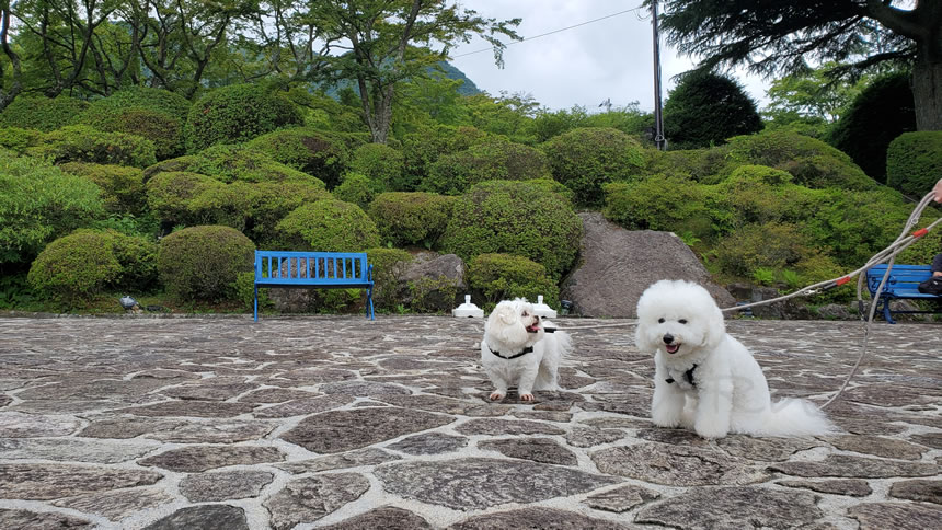 のんまる達も写真を撮る順番待ち中です！