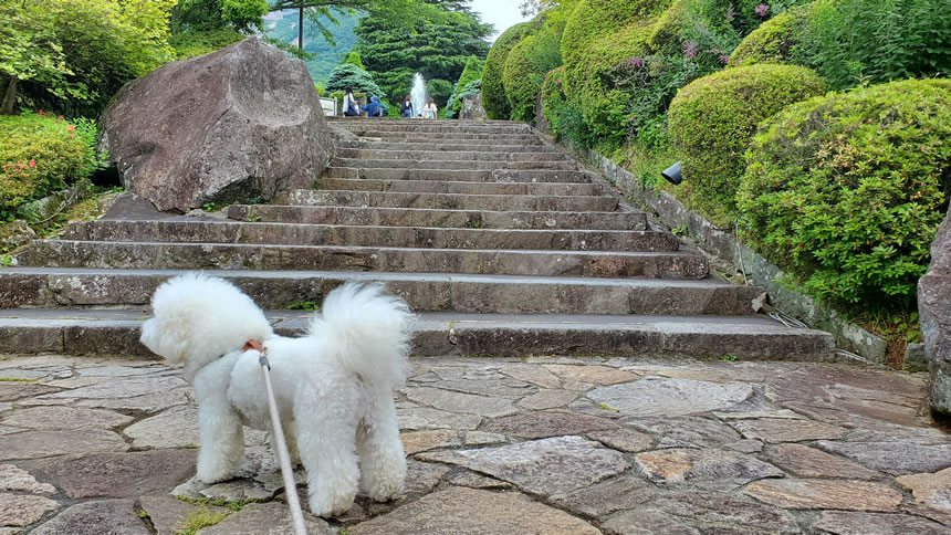 まるは向こうにいる他のワンちゃんが気になってます！