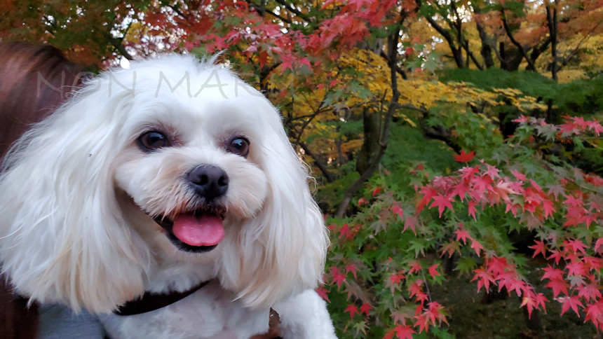 ゆっくり公園の周りをお散歩しながら紅葉を楽しみます！