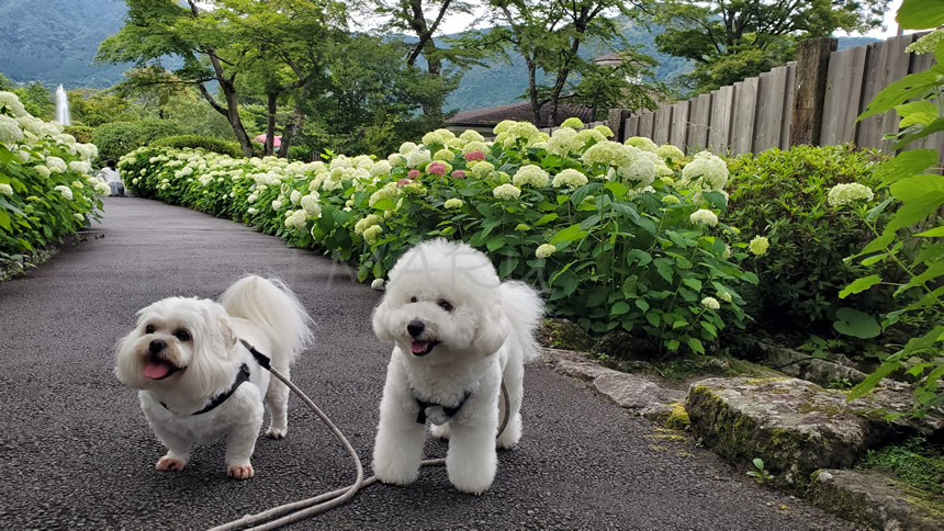 きれいなアナベルと一緒に記念写真♪