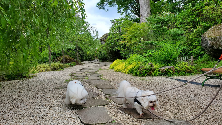 大きな芝生広場などはない公園でしたが有名な歴史のある箱根強羅公園にこれて楽しめました♪