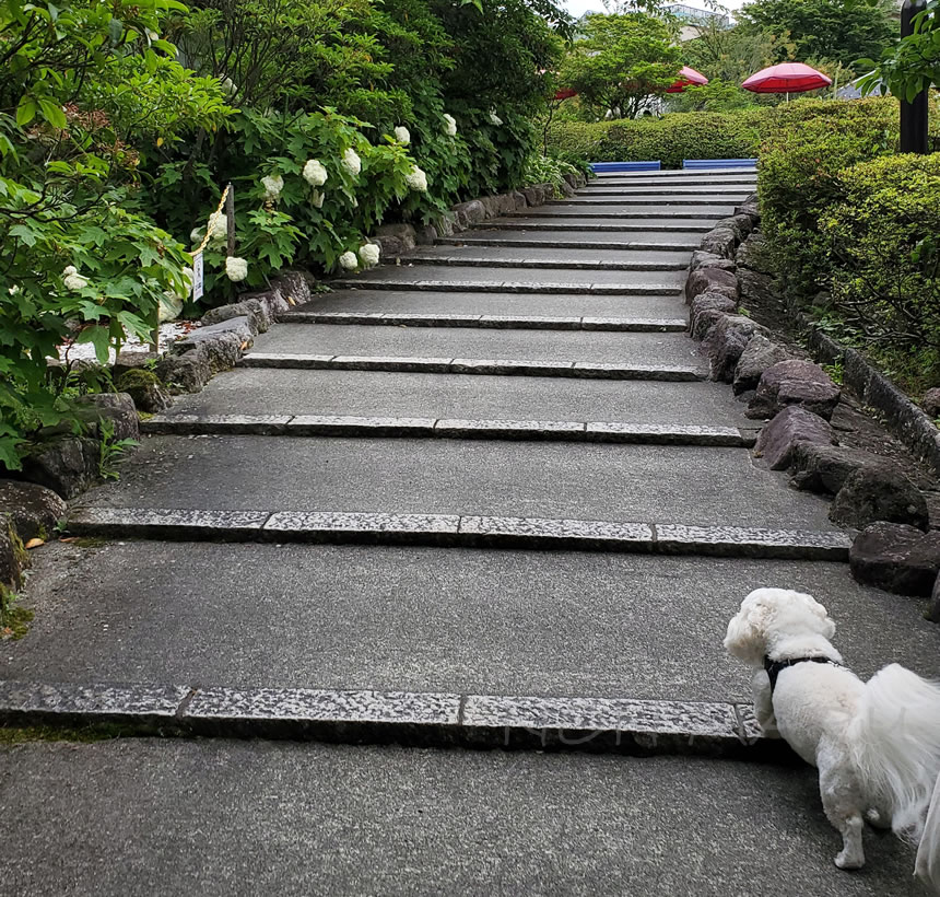 斜面に作られている公園なのでのぼりや階段も多く思ったよりも良い運動になりました！のんちゃんでも登れる低めの階段は良かった！