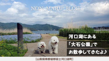 河口湖にある大石公園で愛犬のんまるとお散歩してきたよ♪（山梨県南都留郡富士河口湖町）