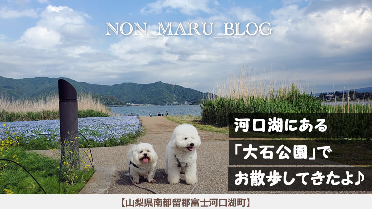 河口湖にある大石公園で愛犬のんまるとお散歩してきたよ♪（山梨県南都留郡富士河口湖町）