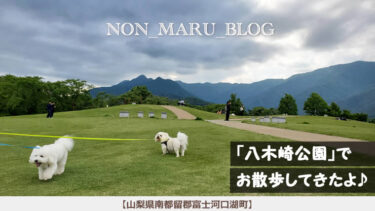 八木崎公園（やぎさきこうえん）で愛犬のんまるとお散歩してきたよ♪（山梨県南都留郡富士河口湖町）