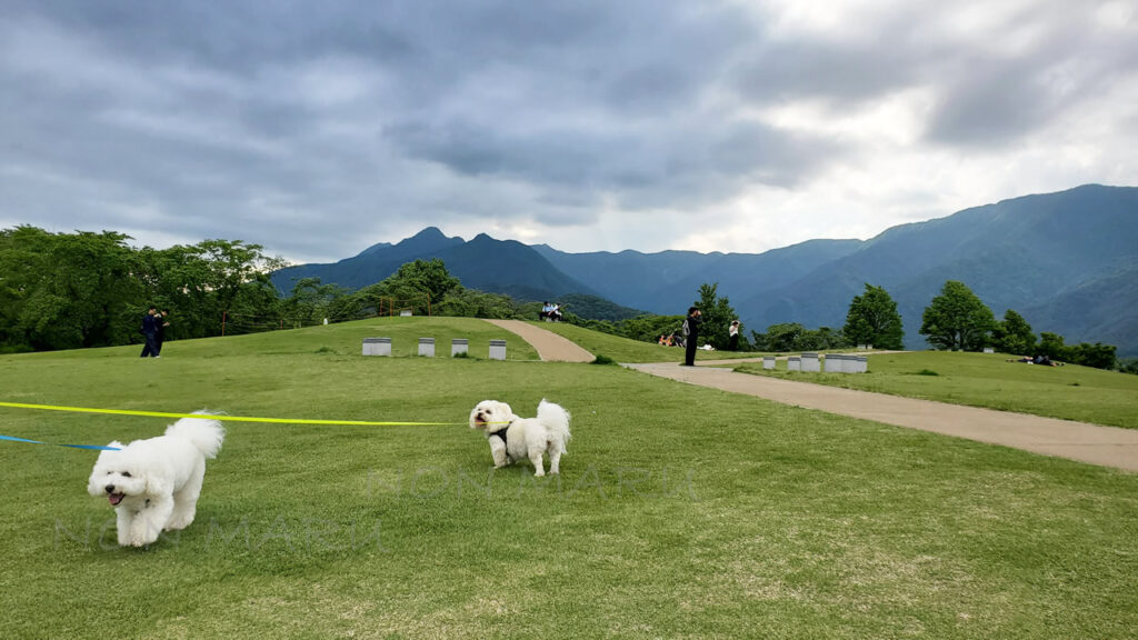 のんまる達も探検しながら景色の良い公園でのお散歩を楽しんでます！