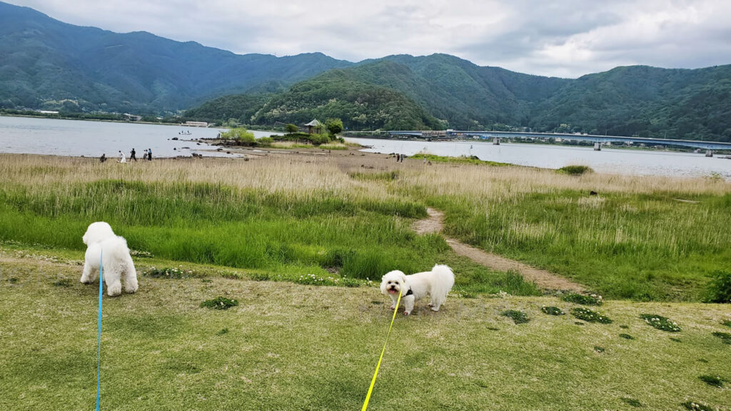 歩いて行けそうでしたが、今回は芝生の上だけのお散歩にしました。あとから調べてみると、富士河口湖町指定文化財の六角堂（川窪寺屋敷跡）でした！