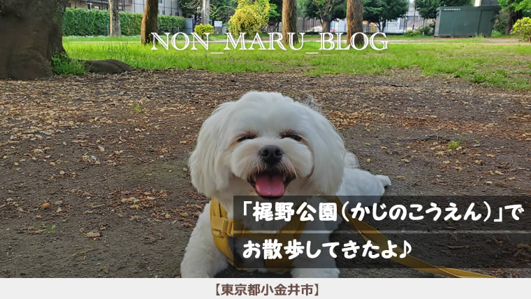 梶野公園（かじのこうえん）で愛犬のんまるとお散歩してきたよ（東京都小金井市）