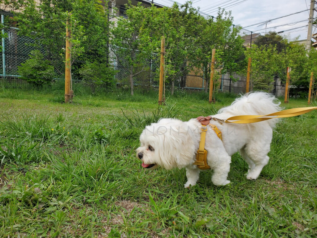 公園芝生エリア以外の芝生もそこまでボサボサではない場所もありのんちゃんもお散歩しやすい感じです♪