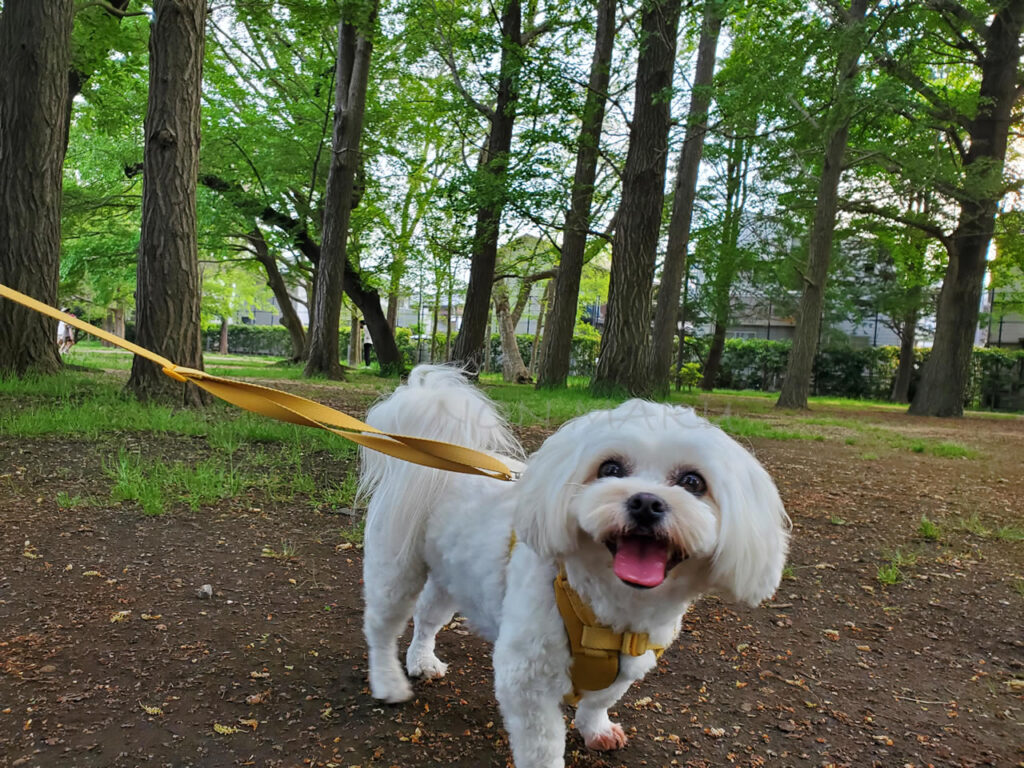 お買い物の後に近くの公園を探してきた公園でしたが、とても良い公園でした♪