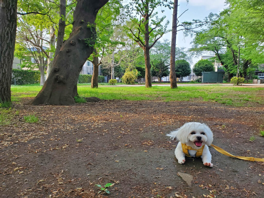 そこまで大きい公園ではないですが芝生の周りをのんびりまわったり日影や土の上でペッタンして楽しくお散歩できました♪