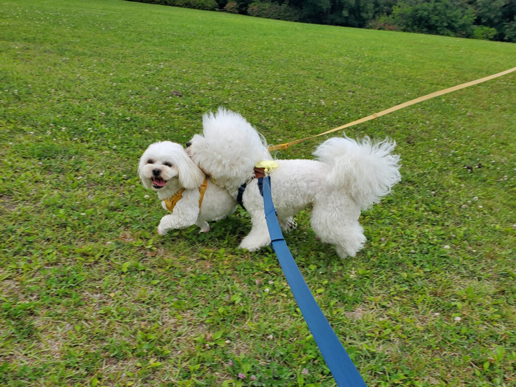 のんまる達仲良く遊んでる♪