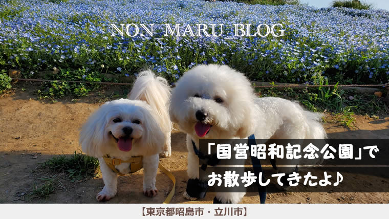 国営昭和記念公園で愛犬のんまるとお散歩してきたよ♪（東京都昭島市・立川市）