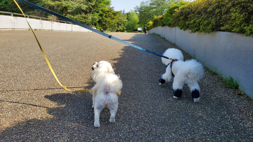 まずはお花が咲いている花の丘エリアを目指しお散歩開始♪