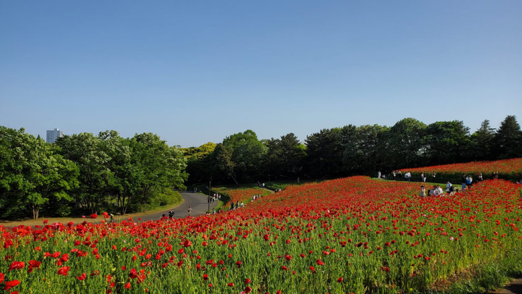 さらに少し進んで公園内で一番大きな花畑花の丘に到着♪