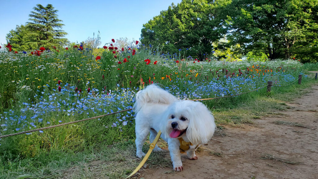 原っぱ西花畑というエリアに到着！ここもお花がきれい！ネモフィラも少し咲いてました♪