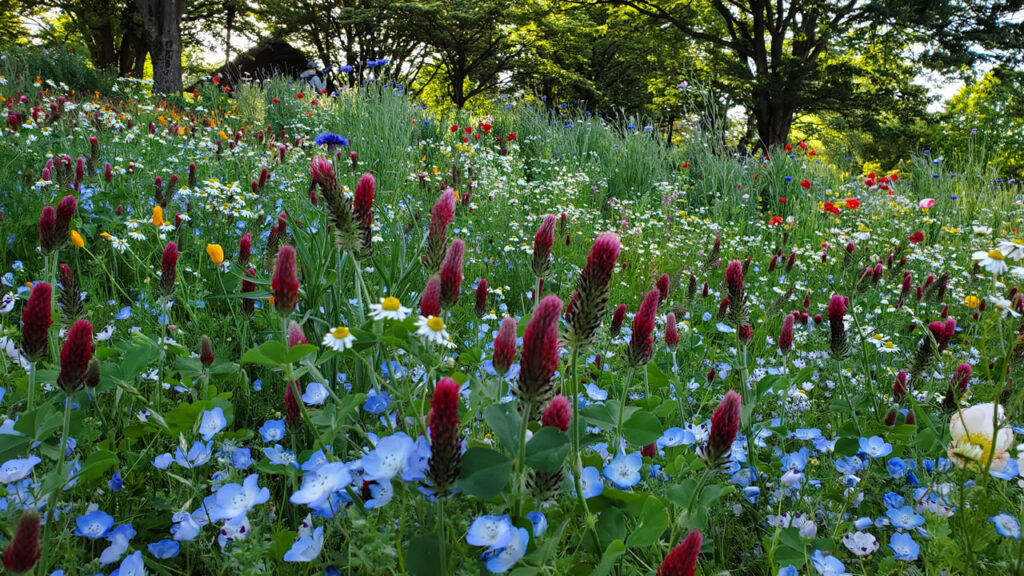 お花もきれいなのでゆっくり進みます！