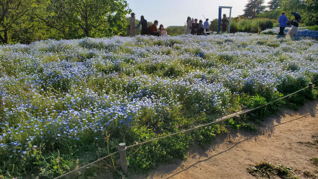 ネモフィラのエリアに到着♪賑わってました！