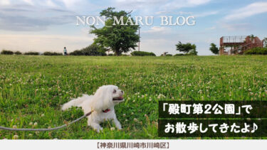 殿町第２公園で愛犬のんまると飛行機を見ながらお散歩してきたよ（神奈川県川崎市川崎区）