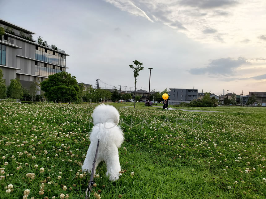 この後、お友達とご挨拶もできたので のんまる達は少し移動します！